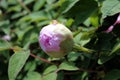 Paeonia officinalis pink flower bud Royalty Free Stock Photo