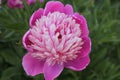 Paeonia officinalis. Macro photo of a pink flower Royalty Free Stock Photo