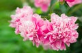 Paeonia officinalis. Macro photo of a pink flower. copyspace