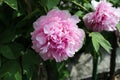 Paeonia officinalis pink flower blooming Royalty Free Stock Photo