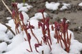 Paeonia officinalis stems before blooming in early spring with snow. Royalty Free Stock Photo