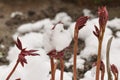 Paeonia officinalis stems before blooming in early spring with snow. Royalty Free Stock Photo