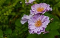 Paeonia officinalis Royalty Free Stock Photo