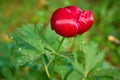 Paeonia peregrina blooming in Dobrogea Royalty Free Stock Photo