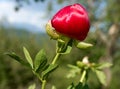 Paeonia peregrina blooming in Dobrogea Royalty Free Stock Photo