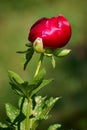 Paeonia peregrina blooming in Dobrogea Royalty Free Stock Photo