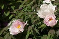 Paeonia suffruticosa - bush white-pink peony. Flowering large spring flowers