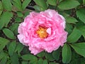 Paeonia Suffruticosa `Duchess of Marlborough`