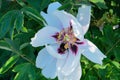 Paeonia suffruticosa is growing in the greenhouse. White plant, cultivated for its showy flowers