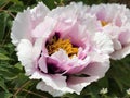 Paeonia suffruticosa,