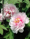 Paeonia suffruticosa pink flower