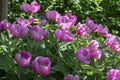 Paeonia suffruticosa pink purple springtime flower in bloom, flowering shrub