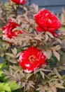 Paeonia suffruticosa Shima Nishiki Japanese Tree Peony in full bloom in spring garden