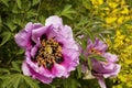 Paeonia Suffruticosa in a summer garden