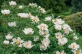 Paeonia suffruticosa white flower