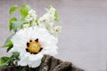 Paeonia suffruticosa white peony and white lilac bouquet of spring flowers. Natural background with copy space  place for text Royalty Free Stock Photo