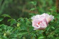 Paeonia sufruticosa. After the rain