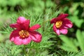 Paeonia tenuifolia flowers Royalty Free Stock Photo