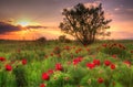 Paeonia tenuifolia, Peony with amazing sunset near Bozurishte, Bulgaria