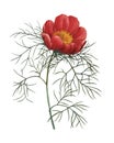 Paeonia tenuifolia | Redoute Flower Illustrations
