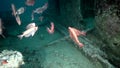 Paeony bulleye Priacanthus blochii on wreck Red sea