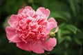 Paeony. Royalty Free Stock Photo