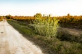 Paesaggio viticolo nel sud della Francia