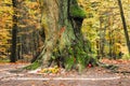 Pagan altar and spiral works outside next to a tree.