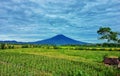 Pagar Alam, South Sumatra Indonesia - March 7, 2022: Sunny cloudy Mount Dempo with views of plantations and rice fields