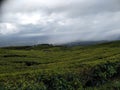 Pagaralam tea Garden Royalty Free Stock Photo