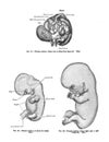 Page from an atlas book of human anatomy