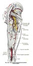 Page from an atlas book of human anatomy