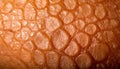 Page attentionbul Orange Peel Texture Closeup Royalty Free Stock Photo