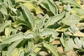 Page of Green and Yellow Lamb's Ear Plants