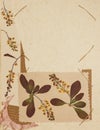 Page from an old photo album. Flowers barberry. Scrapbooking element decorated with leaves, flowers and petals flowers. For cards
