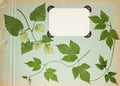 Page from an old photo album green color. Scrapbooking element decorated with leaves, flowers and petals wild flowers. Rustic, Royalty Free Stock Photo