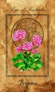 Page of pentacles. Minor Arcana tarot card with Bergenia and magic seal