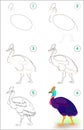 Page shows how to learn step by step to draw a cute cassowary. Developing children skills for drawing and coloring. Vector image.