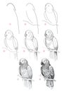 Page shows how to learn to draw from life sketch a grey parrot. Pencil drawing lessons. Educational page for artists. Textbook for