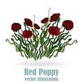 Page template for web and print white background with red bouquet of poppies elegant with poppy flowers