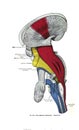 Page from a 19th-century anatomy textbook showing the deep dissection of the brainstem