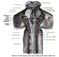 Page from a 19th-century anatomy textbook showing the structure of the medulla spinalis