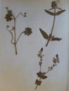 Page from a vintage herbarium Royalty Free Stock Photo