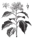 Pagoda Dogwood or Alternate-leaved Dogwood or Cornus alternifolia, vintage engraving