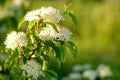 Pagoda Dogwood Cornus alternifolia