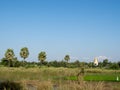 A pagoda on a farmland in Inwa, or Ava, Mandalay, Myanmar, Southeast Asia. Lonely monument with golden spire. Royalty Free Stock Photo