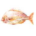 Pagrus fish, Pagrus major, red seabream, Pink Sea bream fish, Japanese seabream, Red porgy, seafood, isolated, hand Royalty Free Stock Photo