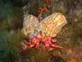 Pagurus berhnardus and actinia Royalty Free Stock Photo