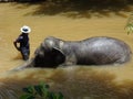 Elephant sanctuary is run by volunteers as a place for elephant breeding and treatment. Royalty Free Stock Photo