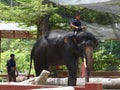 Elephant sanctuary is run by volunteers as a place for elephant breeding and treatment. Royalty Free Stock Photo
